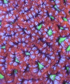Purple Acan Coral