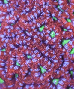 Purple Acan Coral