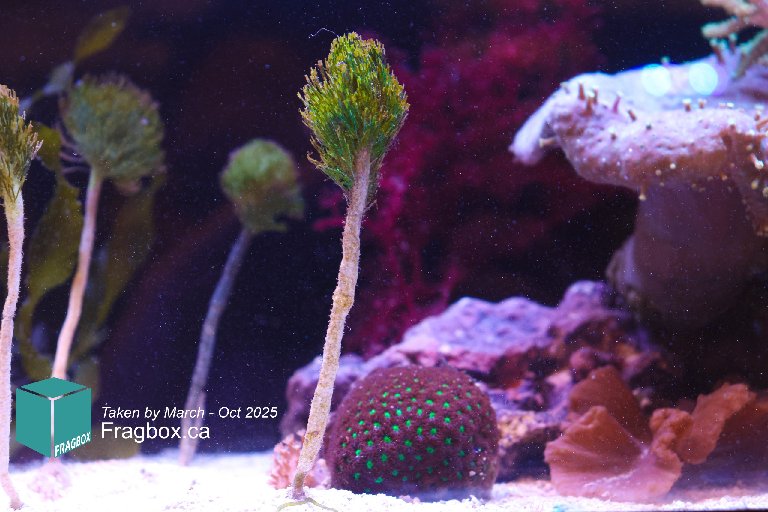 rare macro algae