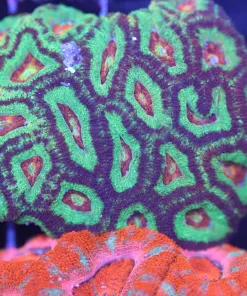 Red And Green Acan Coral