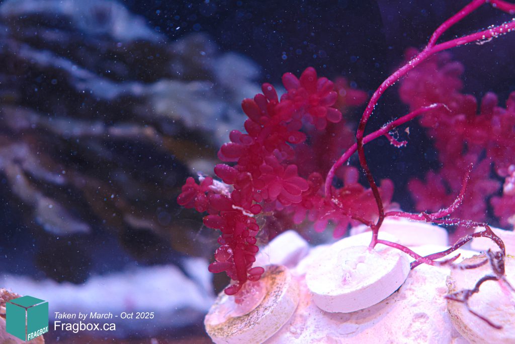Frag Box Corals
