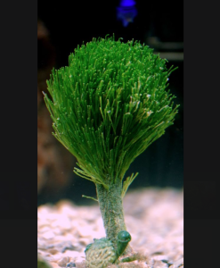 Shaving Brush Macro Algae