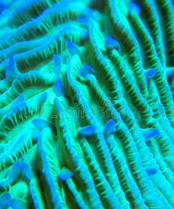 Teal Titan Tongue Coral Frag (Row #17:B) * save 50%*