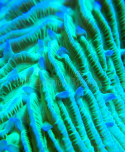 Teal Titan Tongue Coral Frag (Row #17:B) * save 50%*