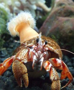 XXL Hermit Crab (4-6")