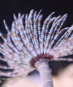 Caribbean Feather Duster