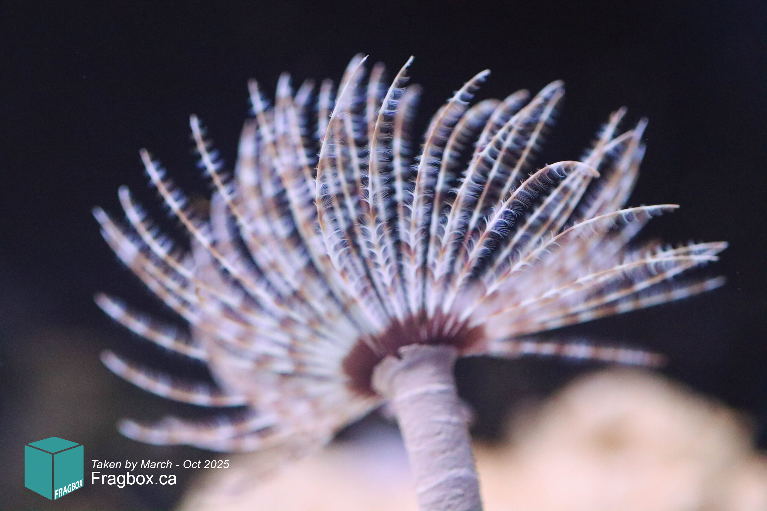 white feather duster coral