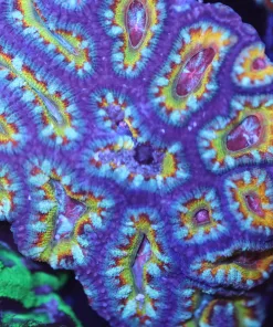 Yellow Eye Acan Coral