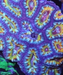 Yellow Eye Acan Coral
