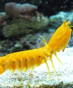 Wysiwyg Bright Yellow 4-5'' Mantis Shrimp (Minimum Tank Size 5 Gallons)