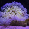 Long Tentacle Anemone