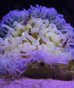 Long Tentacle Anemone