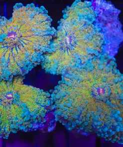 Wysiwyg Large Yuma Coral Frag (C112)