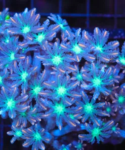 Wysiwyg Fat Head Clove Polyp Colony (C113)