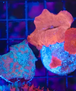 Wysiwyg 2 For 1 Mushroom Combo (C117)