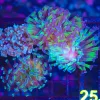 Wysiwyg 3 for 1 Hammer Coral Combo Pack (C15)