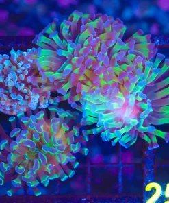 Wysiwyg 3 for 1 Hammer Coral Combo Pack (C15)