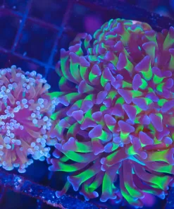Wysiwyg 2 for 1 Hammer Coral Pack (C27)
