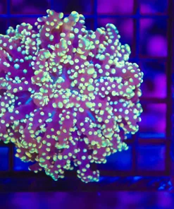 Wysiwyg Golden Octospawn (C41)