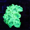Wysiwyg Kryptonite Trumpet Coral Colony (C63) *Free shipping – NO MINIMUM livestock spend*