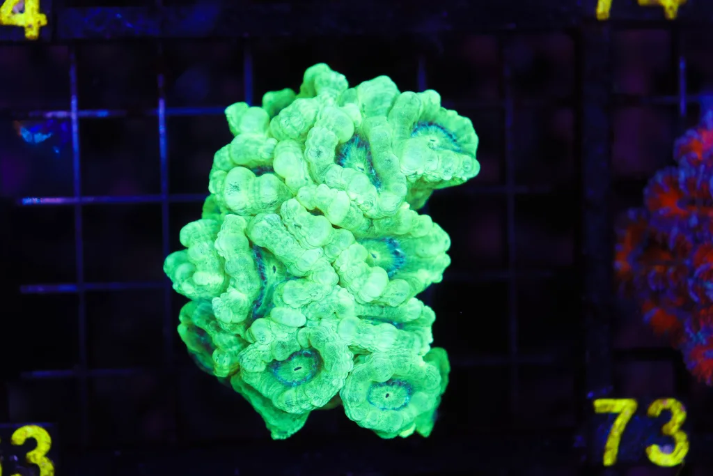 Frag Box Corals