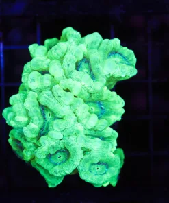 Wysiwyg Kryptonite Trumpet Coral Colony (C63) *Free shipping – NO MINIMUM livestock spend*