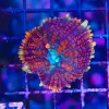Wysiwyg Crazy Rainbow Spiro Rhodactis Mushroom Coral (C77)
