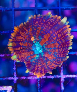 Wysiwyg Crazy Rainbow Spiro Rhodactis Mushroom Coral (C77)