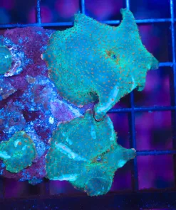 Wysiwyg Startrek Discosoma Mushroom Colony (C84)