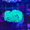 Wysiwyg Mini Acan Colony (C94) *free shipping! Minimu 9 livsetock spend*