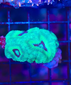 Wysiwyg Mini Acan Colony (C94)