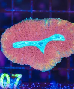 Wysiwyg Lobo Coral (C107)