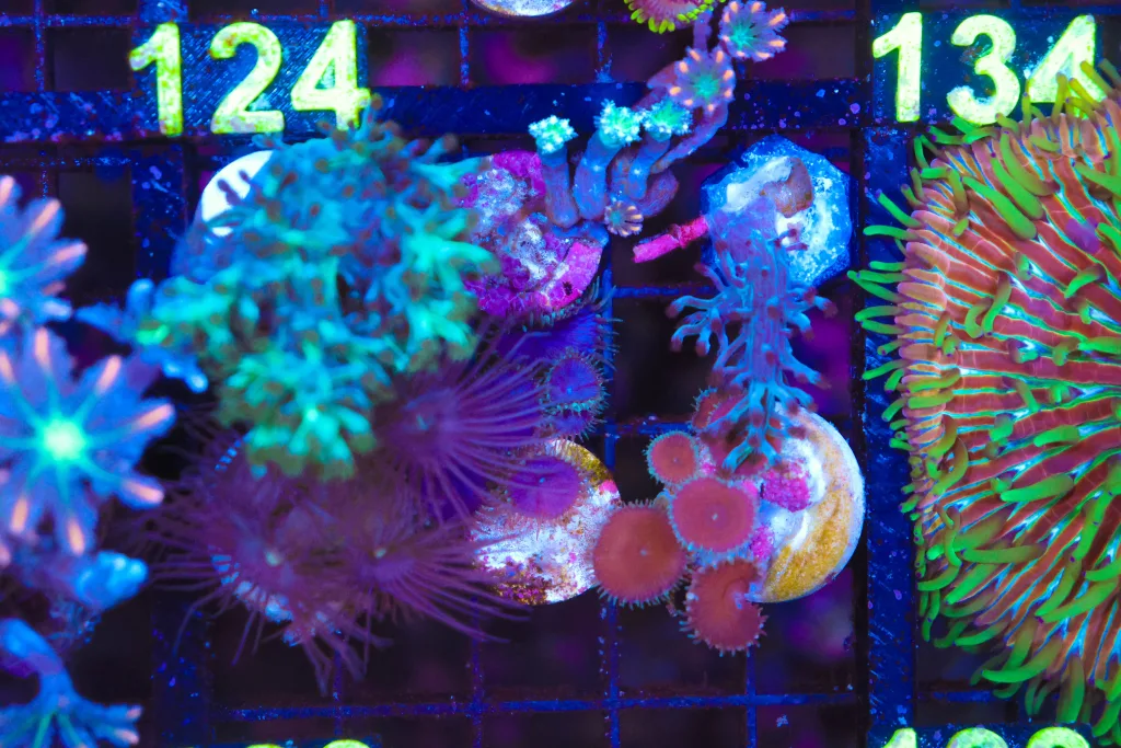 Frag Box Corals