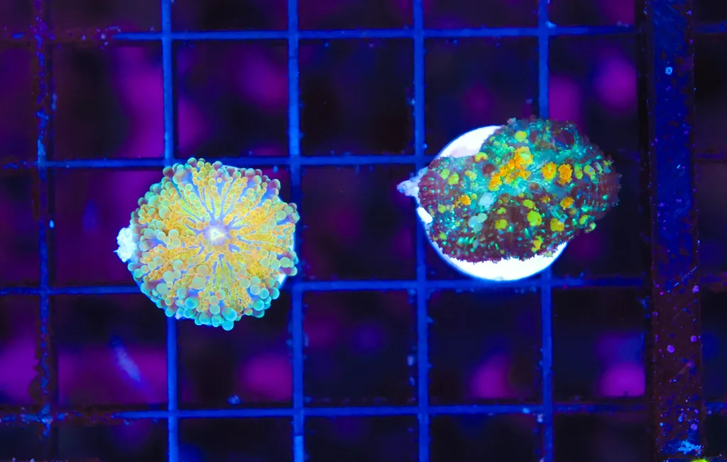 Frag Box Corals