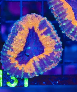 Splattered Orange Lobo (C131)