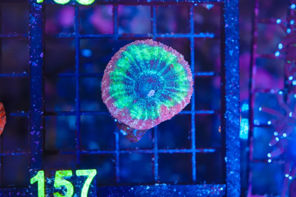 Frag Box Corals