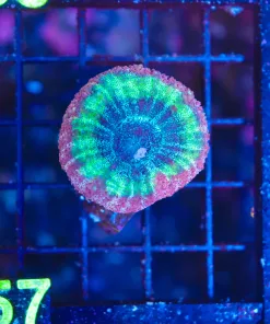 Wysiwyg Lobo Coral (C157)