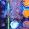 Long Tentacle Zoanthid Frag