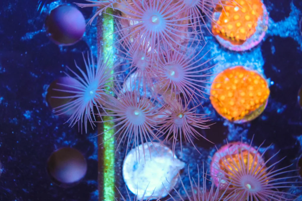Frag Box Corals