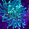Wysiwyg Torch Coral (C8)