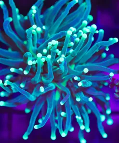 Wysiwyg Torch Coral (C8)