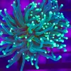 Wysiwyg Torch Coral (C10) *save 50%*