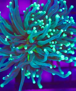 Wysiwyg Torch Coral (C10)