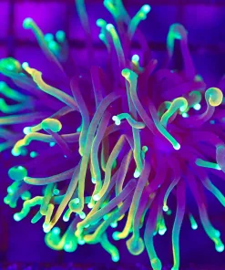 Wysiwyg Dragon Soul Torch Coral (C12)