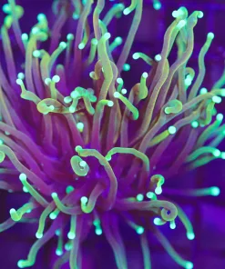 Wysiwyg Dragon Soul Torch Coral (C13)