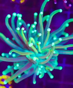 Wysiwyg Torch Coral (C28)