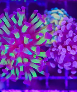 Wysiwyg Hammer Coral Pack (C58) **3-for-1 Combo**