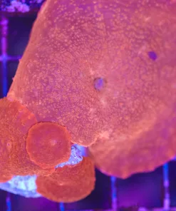 Wysiwyg 2 for 1 Mushroom Coral Pack (C78)