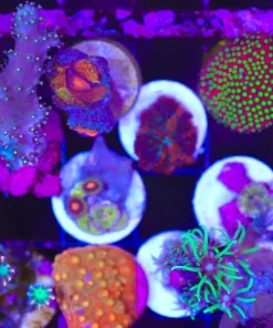 Wysiwyg 10 Piece Frag Pack (C86)