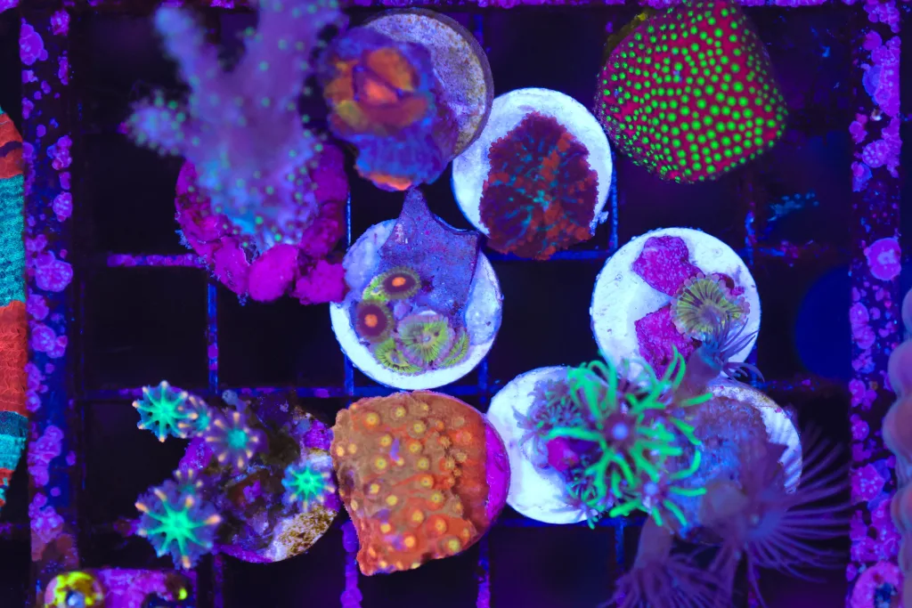 Frag Box Corals